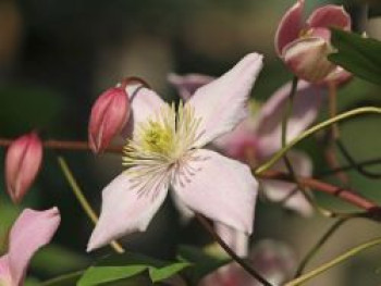 Clematis &#8218;Odorata&#8216;, 60-100 cm, Clematis montana &#8218;Odorata&#8216;, Containerware