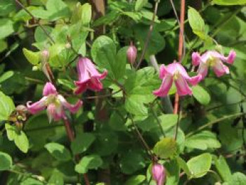 Clematis 'Odoriba', 50-100 cm, Clematis viorna 'Odoriba', Containerware