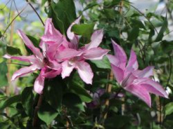 Clematis 'Omoshiro', 60-100 cm, Containerware