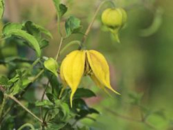 Clematis &#8218;Orange Peel&#8216; / &#8218;Last Dance&#8216;, 60-100 cm, Clematis orientalis &#8218;Orange Peel&#8216; / &#8218;Last Dance&#8216;, Containerware