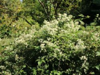 Clematis paniculata (terniflora) / maximowiczaiana, 60-100 cm, Containerware