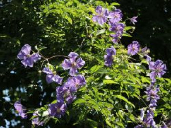 Clematis &#8218;Perle d &#8218;Azur&#8216;, 60-100 cm, Containerware