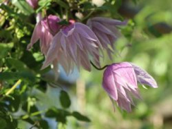 Clematis &#8218;Pink Flamingo&#8216; / Alpenwaldrebe, 60-100 cm, Clematis alpina &#8218;Pink Flamingo&#8216;, Containerware