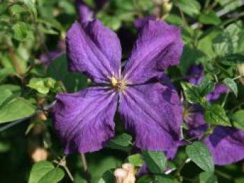 Clematis &#8218;Polish Spirit&#8216;, 60-100 cm, Clematis viticella &#8218;Polish Spirit&#8216;, Containerware