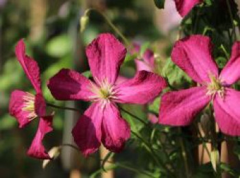 Clematis &#8218;Polonez&#8216;, 60-100 cm, Clematis viticella &#8218;Polonez&#8216;, Containerware