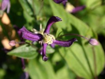 Clematis PRETTY IN BLUE &#8218;Zopre&#8216;, 60-100 cm, Clematis &#8218;Pretty in Blue&#8216; / &#8218;Zopre&#8216;, Containerware