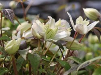 Clematis &#8218;Primrose Star&#8216;, 60-100 cm, Clematis montana &#8218;Primrose Star&#8216;, Containerware