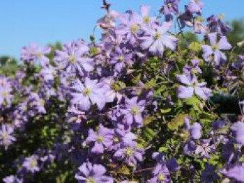 Clematis &#8218;Prince Charles&#8216;, 60-100 cm, Clematis viticella &#8218;Prince Charles&#8216;, Containerware