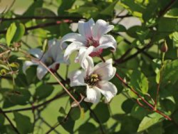 Clematis &#8218;Princess Kate&#8216;, 60-100 cm, Clematis texensis &#8218;Princess Kate&#8216;, Containerware