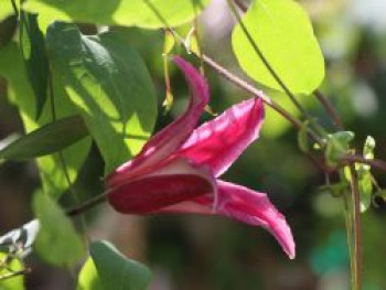 Clematis &#8218;Princess of Wales&#8216; / &#8218;Princess Diana&#8216;, 60-100 cm, Clematis texensis &#8218;Princess of Wales&#8216; / &#8218;Princess Diana&#8216;, Containerware