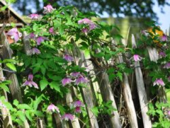 Clematis &#8218;Propertius&#8216;, 60-100 cm, Clematis koreana &#8218;Propertius&#8216;, Containerware