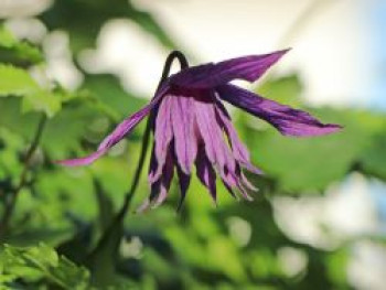 Clematis &#8218;Purple Spider&#8216;, 60-100 cm, Clematis macropetala &#8218;Purple Spider&#8216;, Containerware