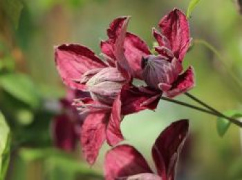 Clematis &#8218;Purpurea Plena Elegans&#8216;, 60-100 cm, Clematis viticella &#8218;Purpurea Plena Elegans&#8216;, Containerware