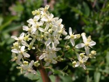 Clematis recta, Containerware