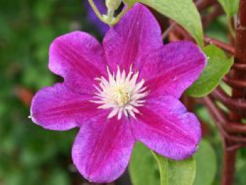 Clematis 'Red Pearl', 50-100 cm, Containerware