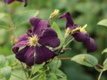 Clematis &#8218;Romantica&#8216;, 60-100 cm, Containerware