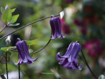 Clematis &#8218;Rooguchi&#8216;, Clematis integrifolia &#8218;Rooguchi&#8216;, Containerware