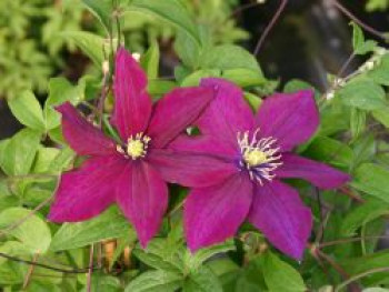 Waldrebe 'Rosemoor', 60-100 cm, Clematis 'Rosemoor', Containerware