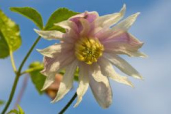 Clematis &#8218;Rosy O&#8216; Grady&#8216;, 60-100 cm, Clematis macropetala &#8218;Rosy O&#8216; Grady&#8216;, Containerware