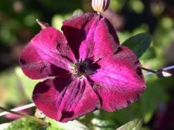 Clematis &#8218;Royal Velours&#8216;, 60-100 cm, Clematis viticella &#8218;Royal Velours&#8216;, Containerware