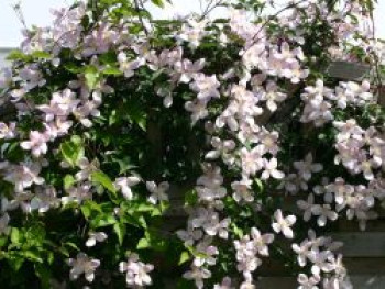 Clematis &#8218;Rubens&#8216;, 150-200 cm, Clematis montana &#8218;Rubens&#8216;, Containerware