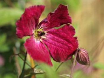 Clematis &#8218;Rubra&#8216;, 60-100 cm, Clematis viticella &#8218;Rubra&#8216;, Containerware