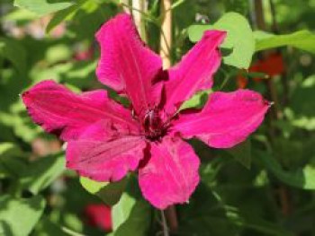 Clematis &#8218;Rüütel&#8216;, 60-100 cm, Containerware