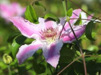 Clematis &#8218;Scartho Gem&#8216;, 60-100 cm, Containerware