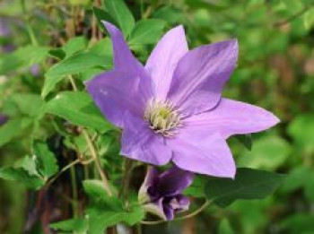 Clematis &#8218;Scented Clem&#8216;, 60-100 cm, Clematis viticella &#8218;Scented Clem&#8216;, Containerware