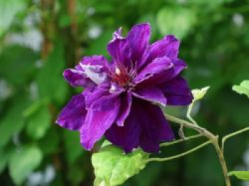 Clematis 'Shin-shigyoku', 60-100 cm, Containerware