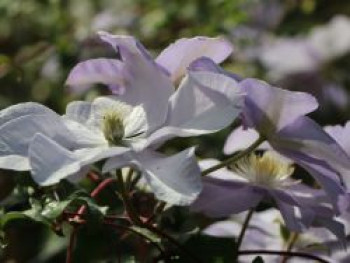Waldrebe 'Silver Moon', 50-100 cm, Clematis 'Silver Moon', Containerware