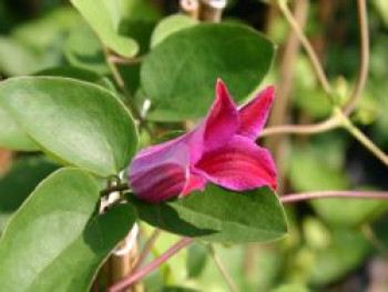 Clematis &#8218;Sir Trevor Lawrence&#8216;, 60-100 cm, Clematis texensis &#8218;Sir Trevor Lawrence&#8216;, Containerware