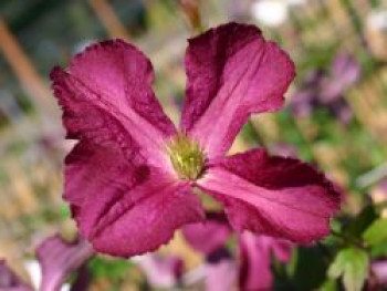 Clematis &#8218;Södertälje&#8216;, 60-100 cm, Clematis viticella &#8218;Södertälje&#8216;, Containerware