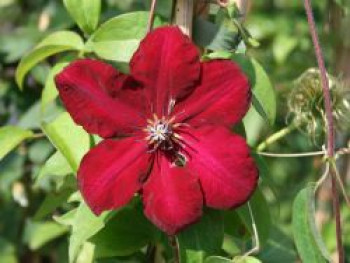 Clematis 'Solidarnosc', 60-100 cm, Containerware