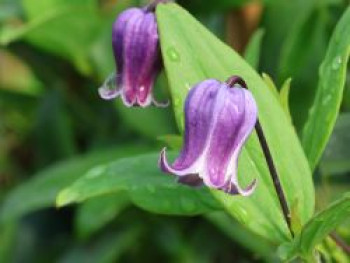 Clematis 'Sophie', 50-100 cm, Clematis viorna 'Sophie', Containerware