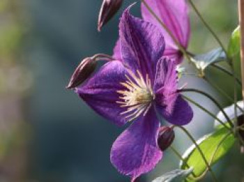 Clematis &#8218;Star of India&#8216;, 60-100 cm, Containerware