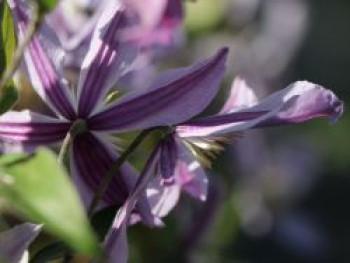 Clematis &#8218;Star River&#8216;, 60-100 cm, Containerware