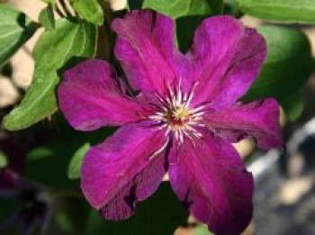 Clematis &#8218;Stasik&#8216;, 60-100 cm, Containerware