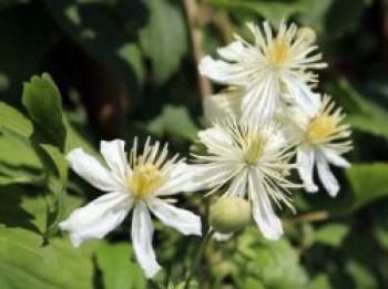 Clematis 'Summer Snow' / 'Paul Farges', 100-150 cm, Clematis fargesioides 'Summer Snow' / 'Paul Farges', Containerware