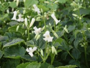 Clematis &#8218;Summer Snowfall&#8216;, Clematis heracleifolia &#8218;Summer Snowfall&#8216;, Containerware