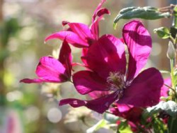 Clematis 'Sunset', 60-100 cm, Containerware