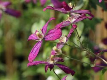 Clematis &#8218;Sweet Summer Love&#8216;, 60-100 cm, Clematis flammula &#8218;Sweet Summer Love&#8216;, Containerware