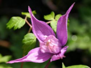 Clematis &#8218;Tage Lundell&#8216; / Alpenwaldrebe, 60-100 cm, Clematis alpina &#8218;Tage Lundell&#8216;, Containerware