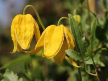 Clematis tangutica, 150-200 cm, Containerware