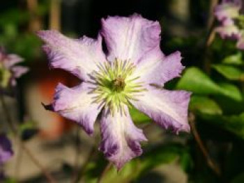 Clematis &#8218;Tentel&#8216;, 60-100 cm, Clematis viticella &#8218;Tentel&#8216;, Containerware