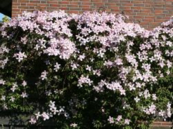 Clematis &#8218;Tetra Rose&#8216;, 60-100 cm, Clematis montana &#8218;Tetra Rose&#8216;, Containerware