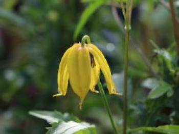 Clematis tibetana, 60-100 cm, Containerware