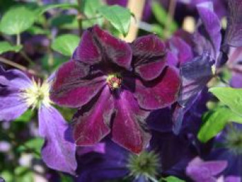 Clematis 'Tuczka', 60-100 cm, Clematis viticella 'Tuczka', Containerware