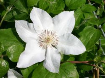 Clematis &#8218;Valge Daam&#8216;, 60-100 cm, Containerware