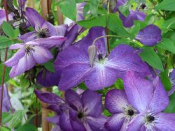 Clematis &#8218;Venosa Violacea&#8216;, 60-100 cm, Clematis viticella &#8218;Venosa Violacea&#8216;, Containerware